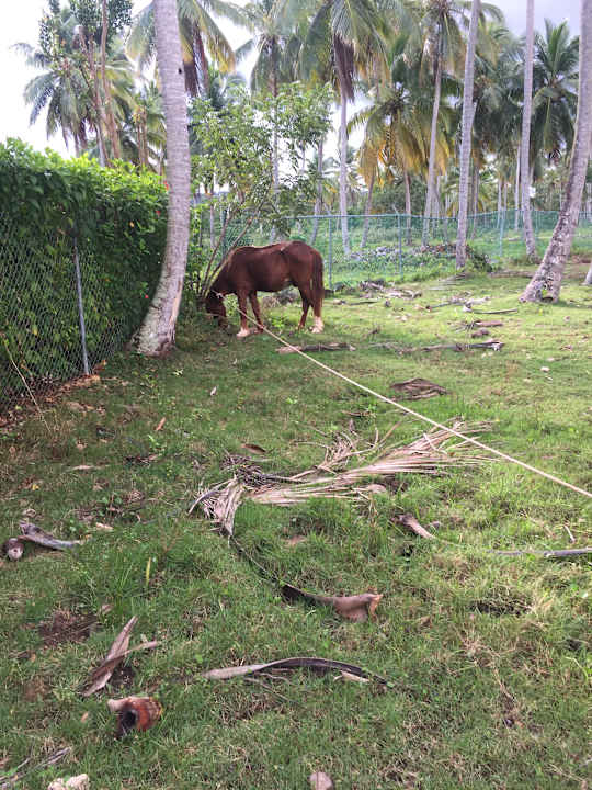 Gartenanlage Wyndham Alltra Samana
