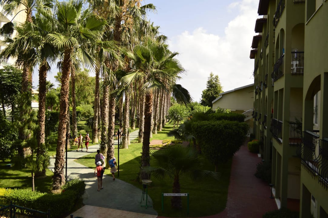 Palmenallee zum Strand Hotel Gardenia Beach