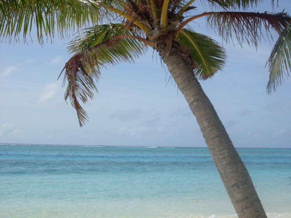 Der Ausblick der Bungalows 53-55 Summer Island Maldives