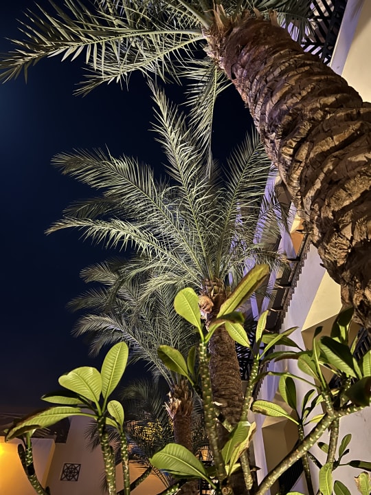 Gartenanlage Steigenberger Aqua Magic