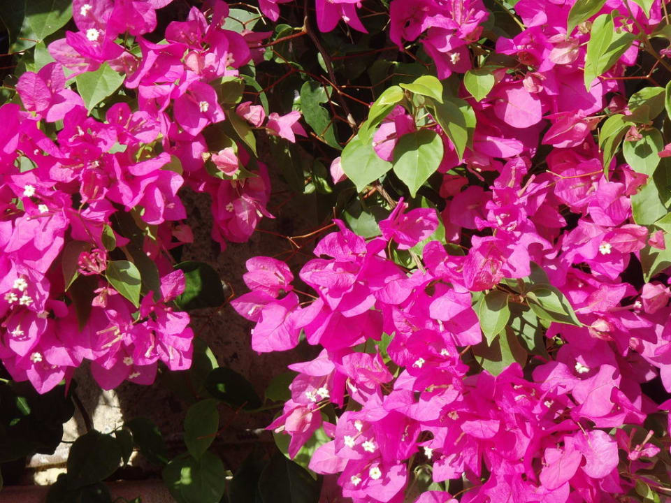 Wunderschöne Blüten in der Hotelanlage Aldiana Club Rocca Nettuno Calabria