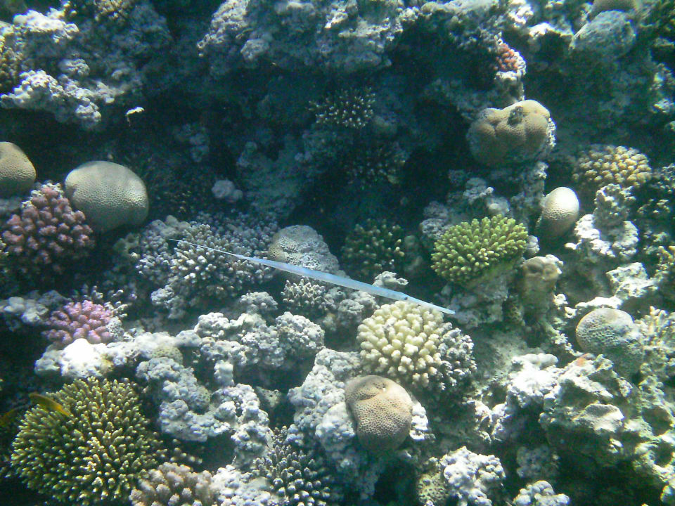 Unterwasserwelt Cleopatra Luxury Resort Makadi Bay