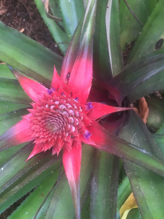 Sonstiges Villa Safira Ayurveda Residence