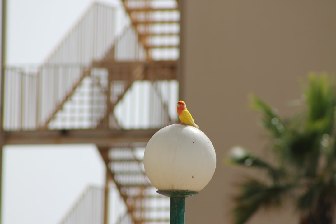 "Wilder" Papagei Club Excelsior 2