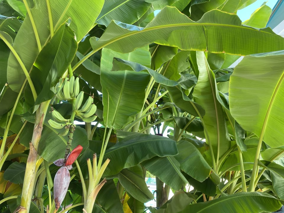 Gartenanlage Side Star Elegance