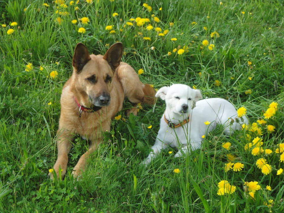 Senta und Lucky fühlen sich wohl. Hotel Gut Feuerschwendt