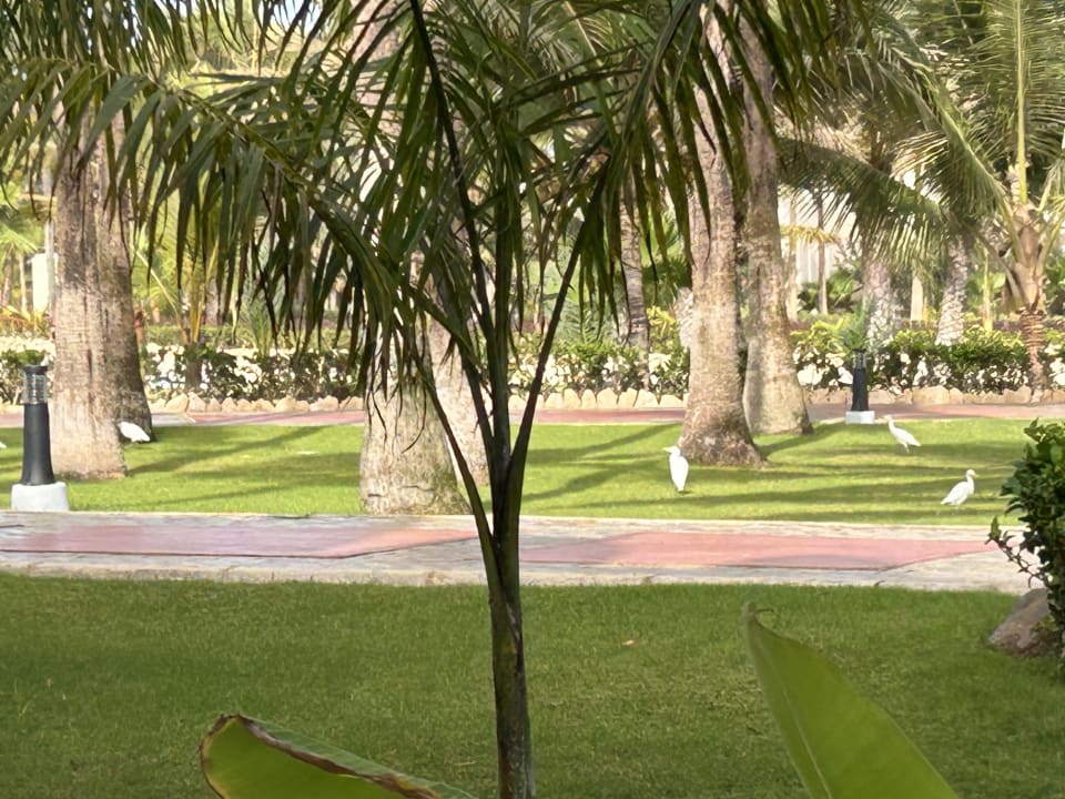 Gartenanlage Hotel Riu Karamboa