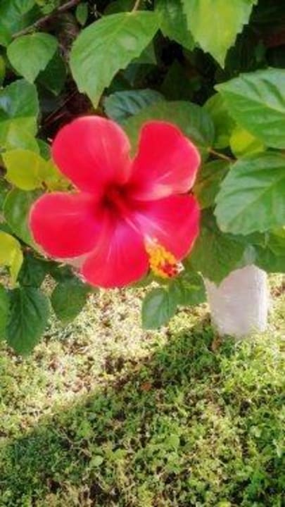 Gartenansicht Alara Hotel