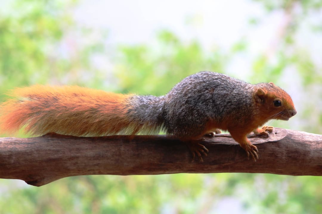 Besuch vom Buschhörnchen. Shimba Hills Lodge