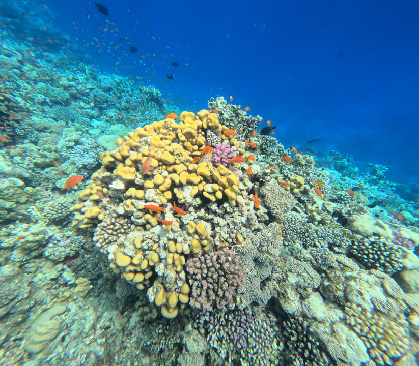 Strand Pickalbatros Vita Resort - Portofino Marsa Alam