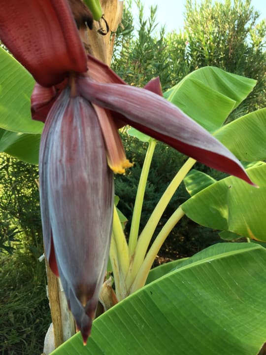 Bananenblüte FUN&SUN Smart Hane Sun Hotel