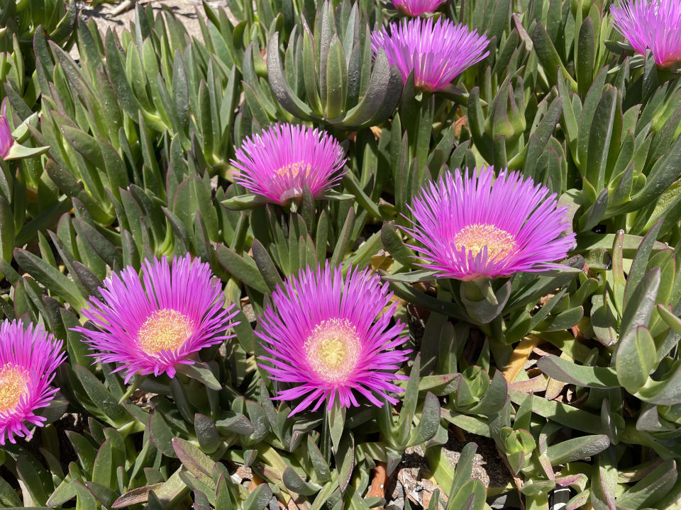 Gartenanlage Saturn Palace Resort Hotel