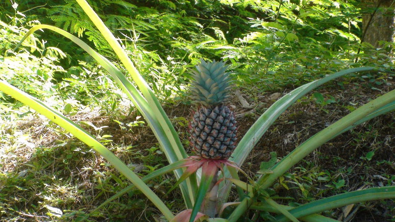Flora & Fauna Constance Ephelia