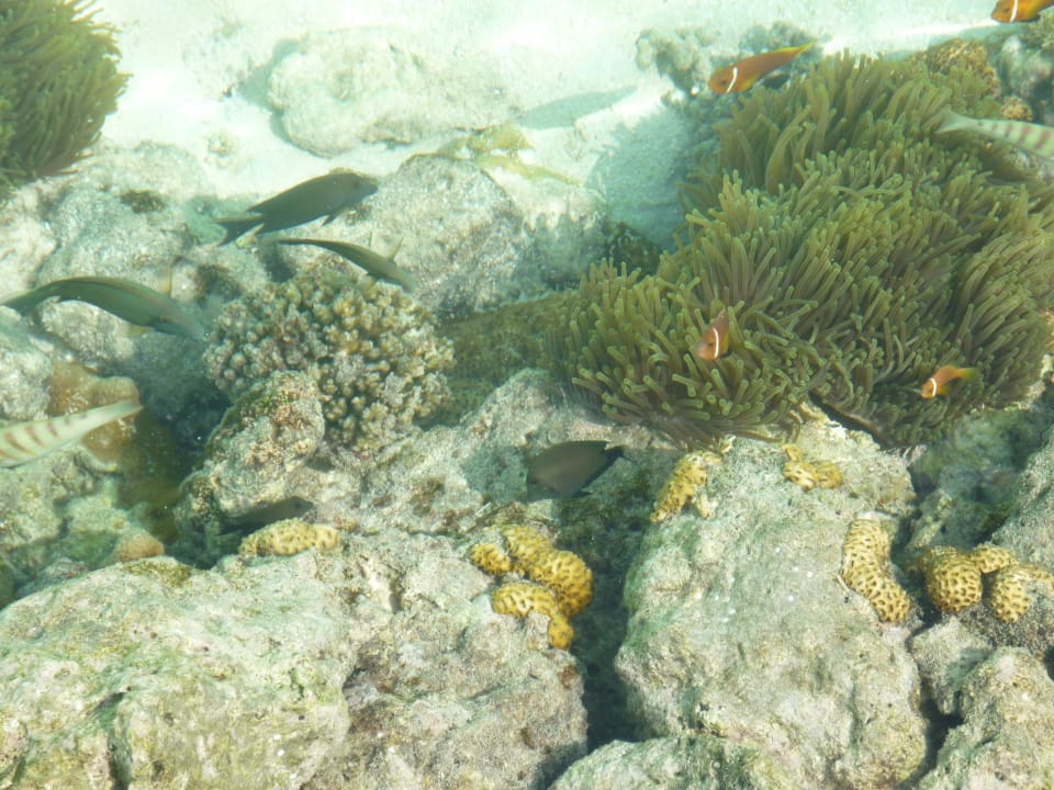 Korallen und Fische am Steg Summer Island Maldives