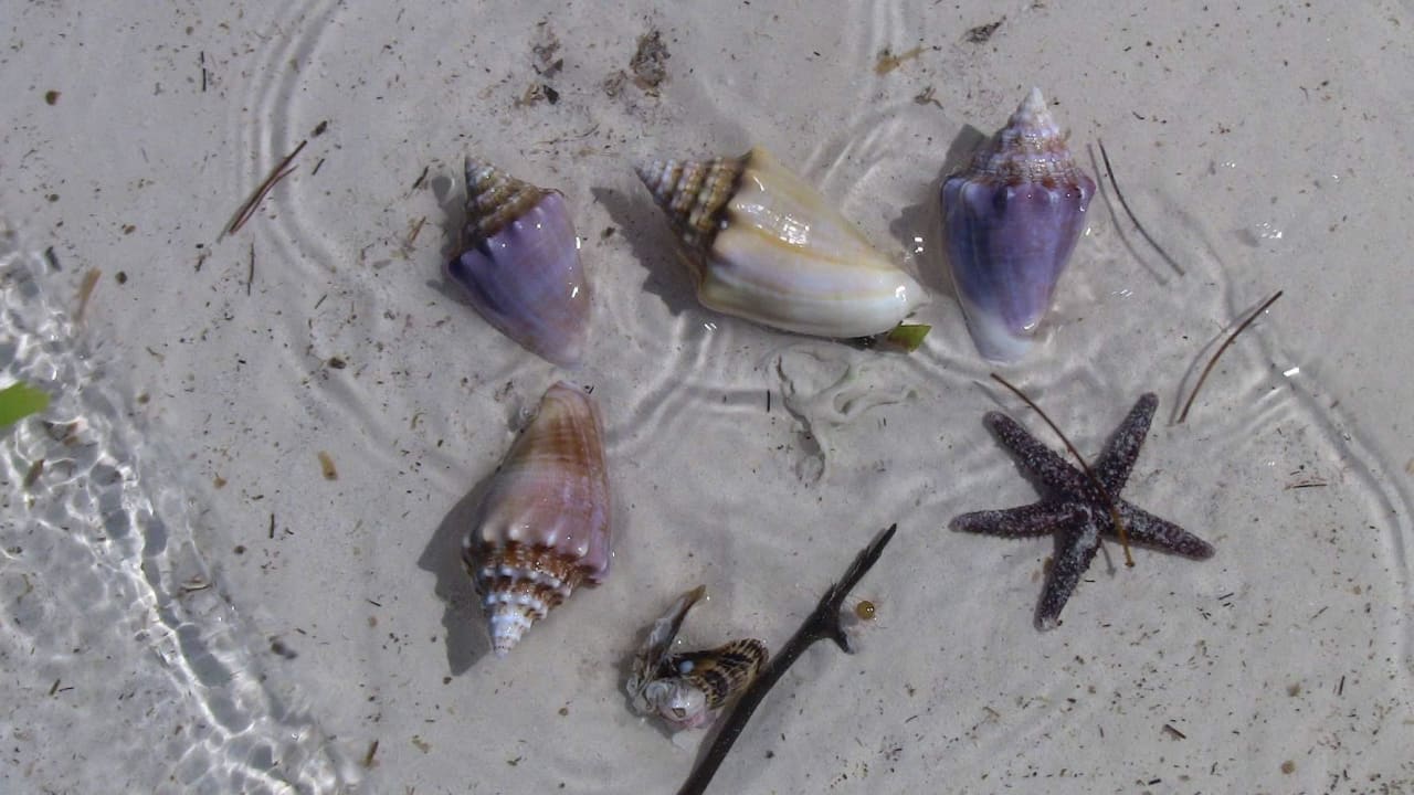 Strandgut Hotel Xaloc Resort