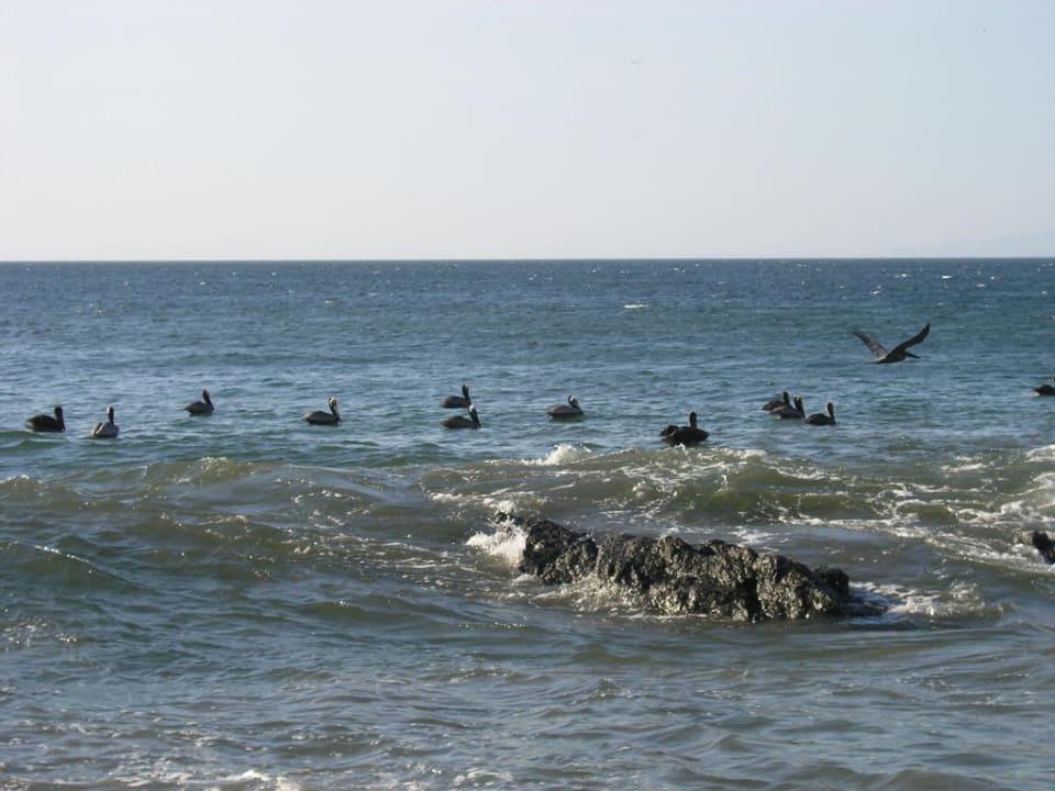 Baden mit Pelikanen Hotel Riu Guanacaste