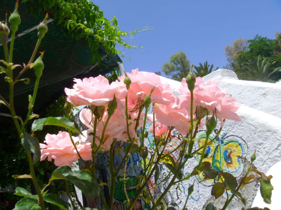 Красота на  территории отеля Lindos Royal Resort