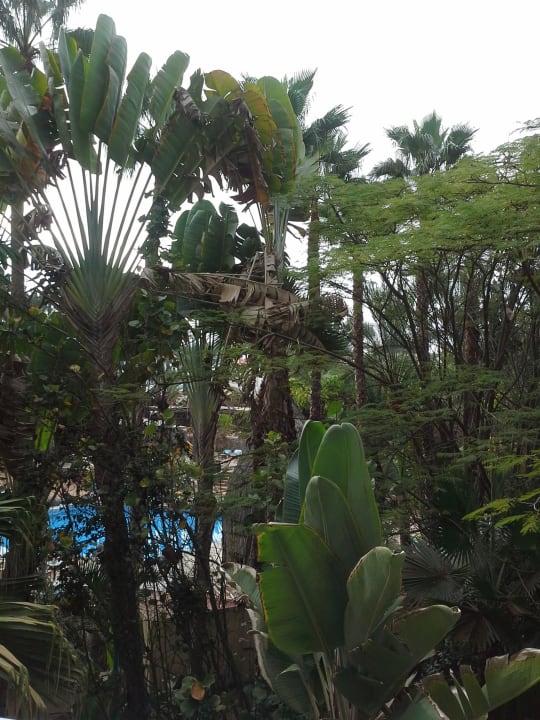 Ausblick  vom Zimmer Abora Buenaventura by Lopesan Hotels