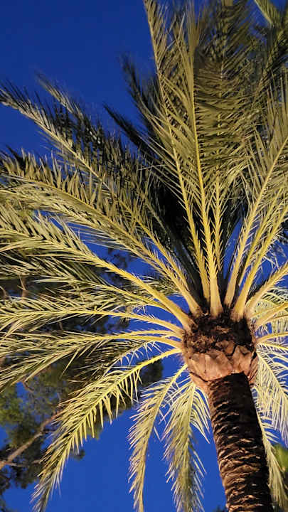 Gartenanlage allsun App.-Hotel Orquidea Playa