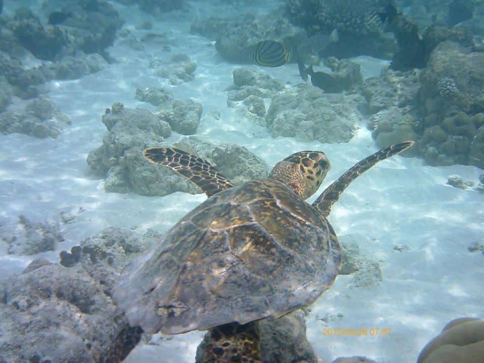 Riffbewohner Sun Siyam Vilu Reef