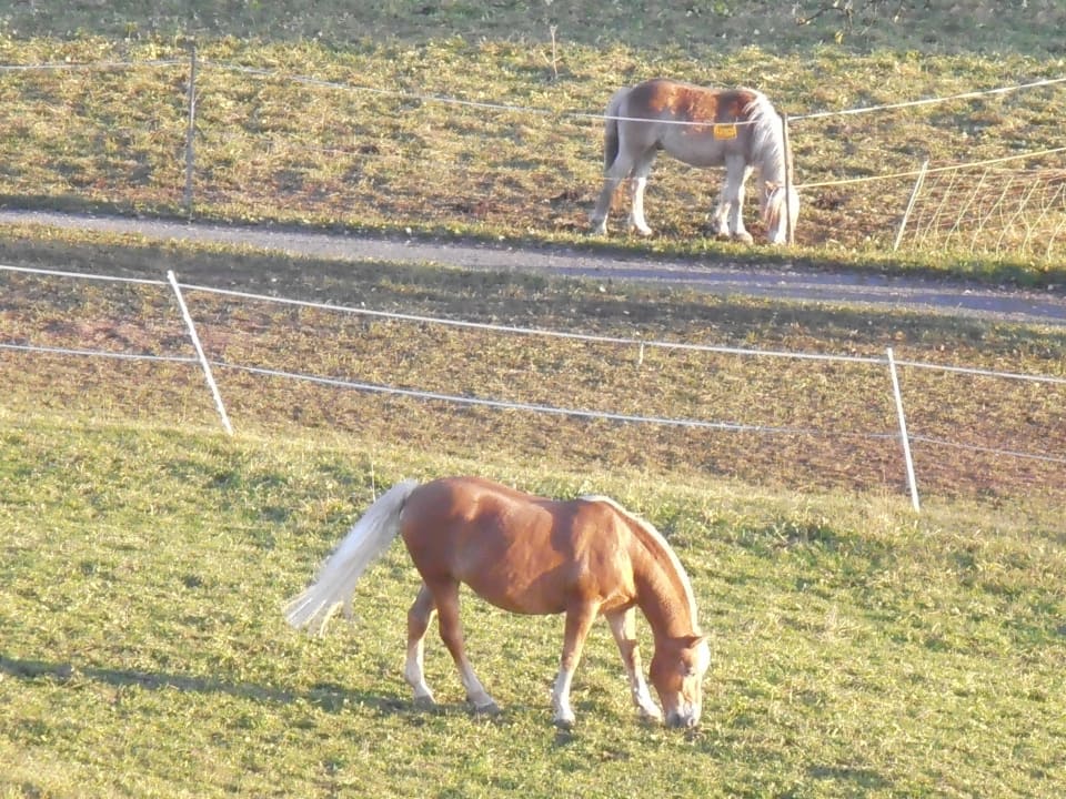 Pferde in Hotelnähe DIE GAMS Hotel - Restaurant