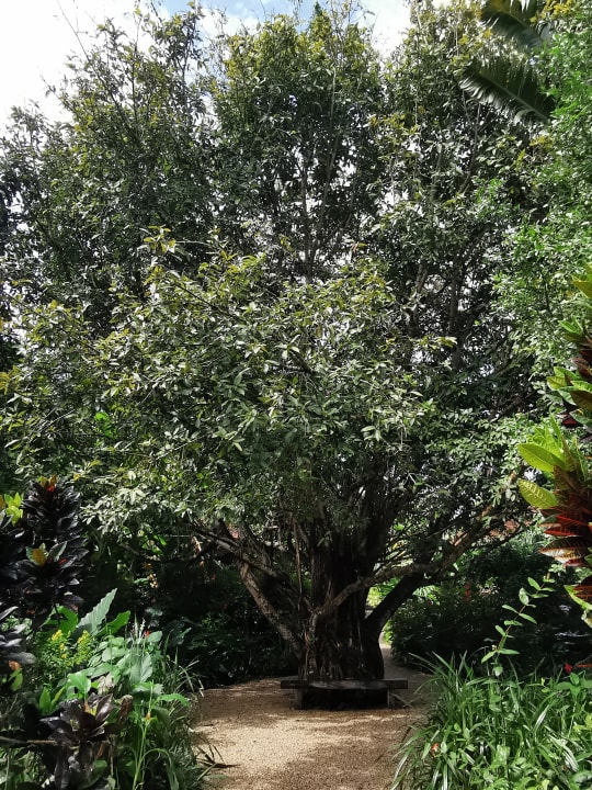 Gartenanlage Zuri Zanzibar Hotel & Resort