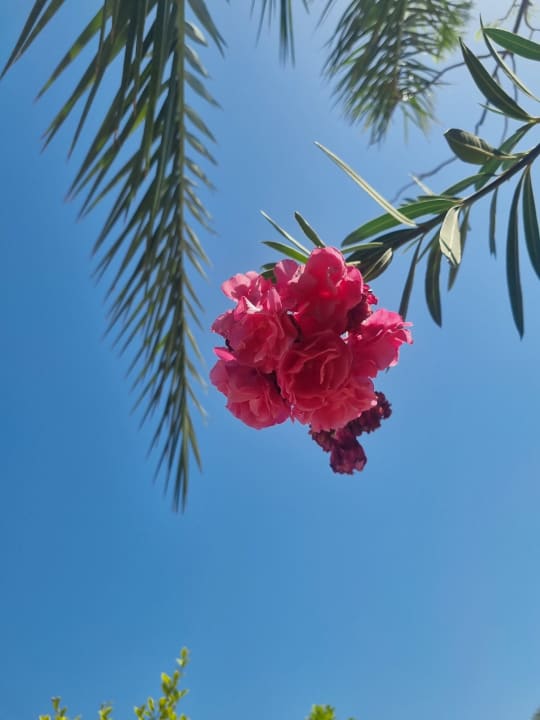 Sonstiges Shams Safaga Resort