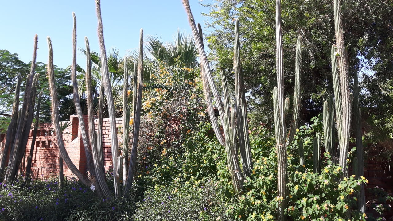 Gartenanlage Shams Alam Beach Resort