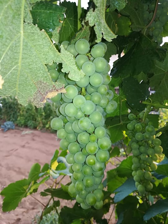 Gartenanlage Hotel Kathrin Beach