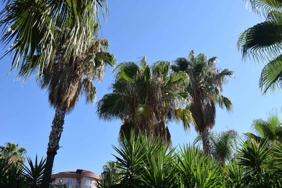 Gartenanlage Arycanda Kirman Premium