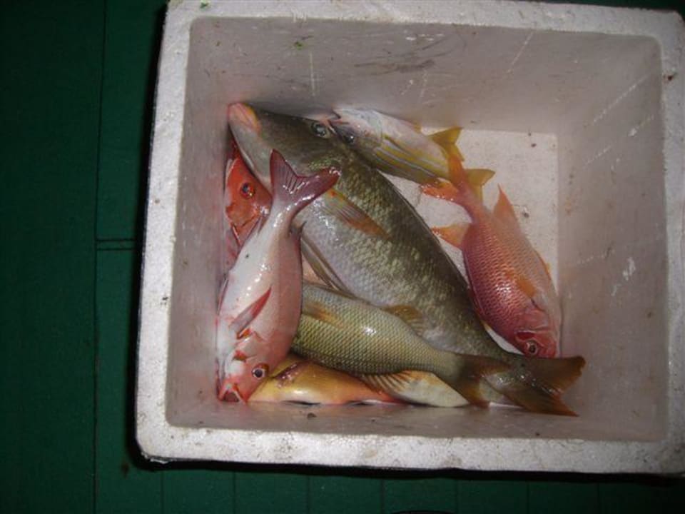 Ergebnis Nachtfischen Cinnamon Hakuraa Huraa Maldives