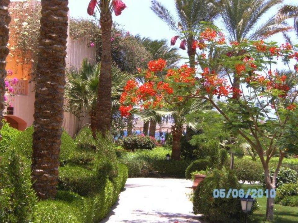 Blumepracht überall! Jaz Makadi Oasis Resort