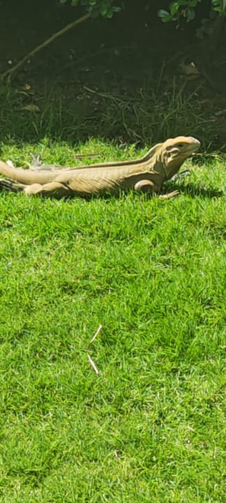 Gartenanlage Hotel Viva Dominicus Palace by Wyndham-All Inclusive Resort