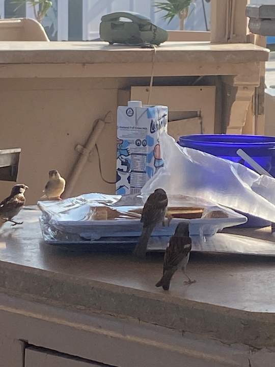 Gastro The Grand Hotel Hurghada