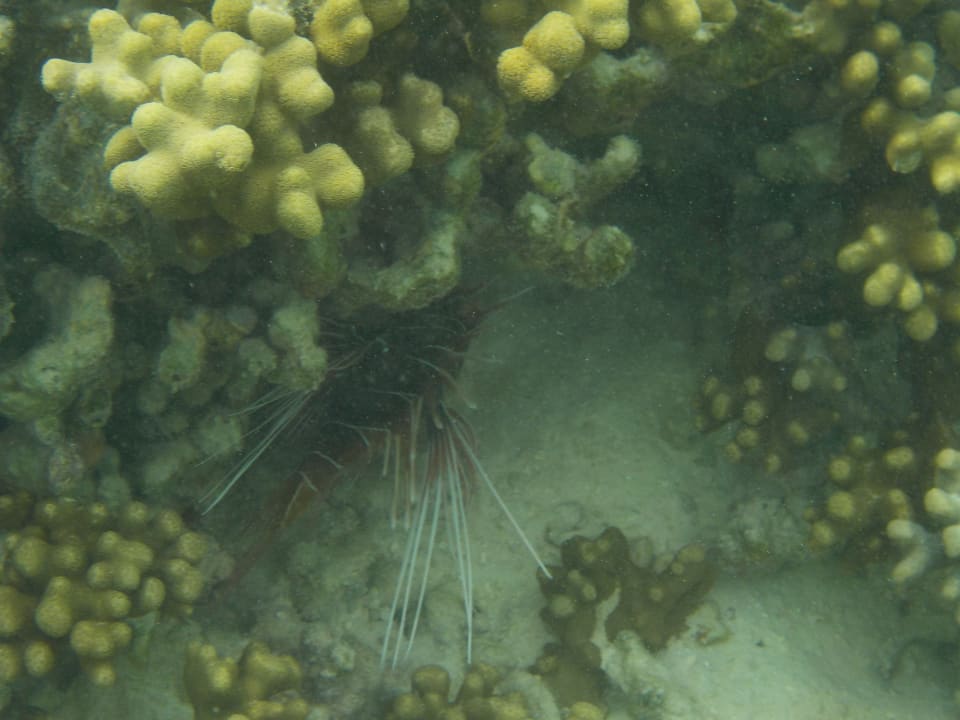 Sport & Freizeit Adaaran Select Hudhuran Fushi - Premium All Inclusive