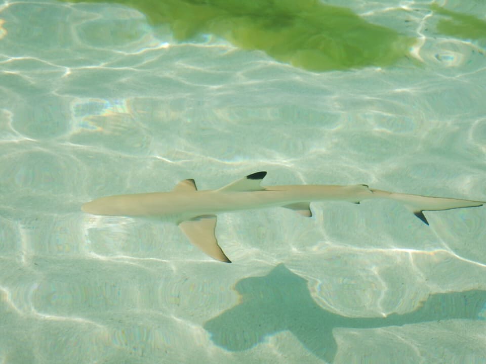 Meedhupparu Adaaran Select Meedhupparu Island Resort - Premium All Inclusive