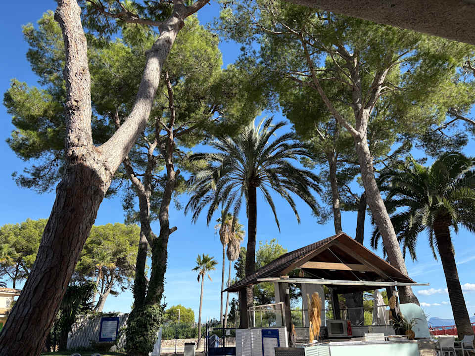 Gartenanlage allsun App.-Hotel Orquidea Playa