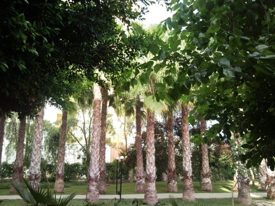 Palmenallee zum Strand Hotel Gardenia Beach