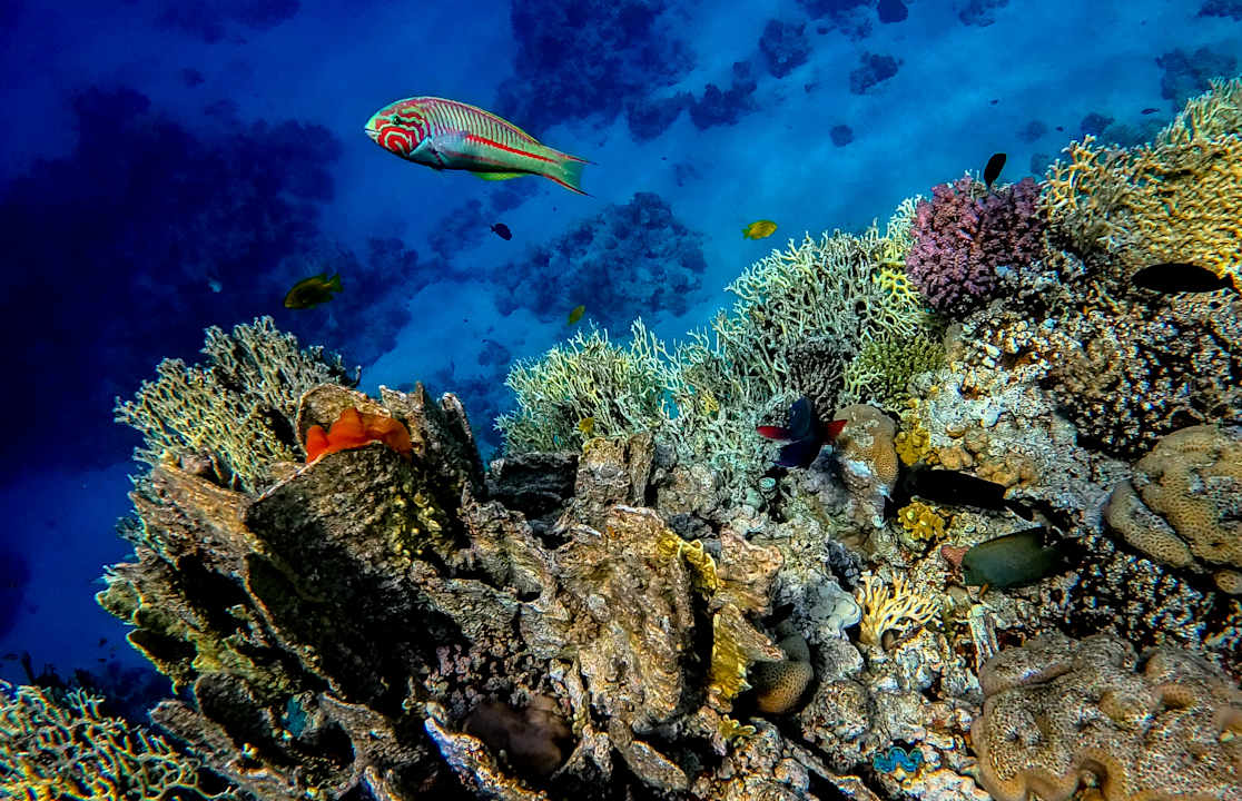 Sonstiges Siva Golden Bay Makadi