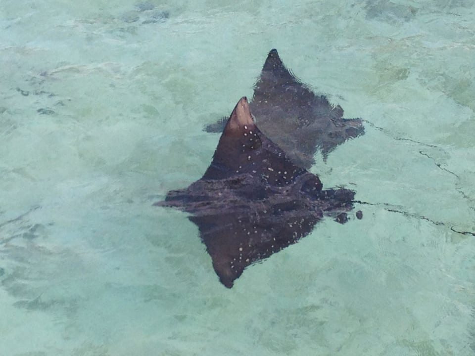 Adlerrochen bei Wasservilla 13 ananea Diamonds Athuruga