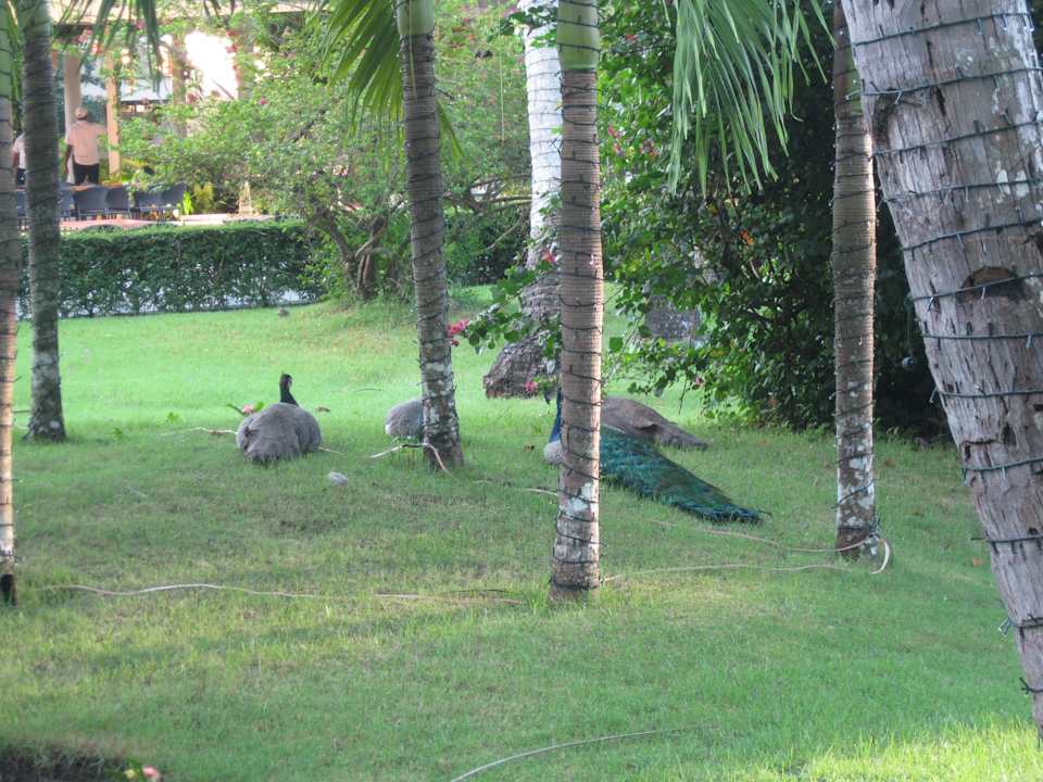 Gartenanlage Vista Sol Punta Cana
