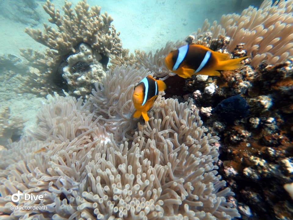 Strand Lahami Bay Beach Resort