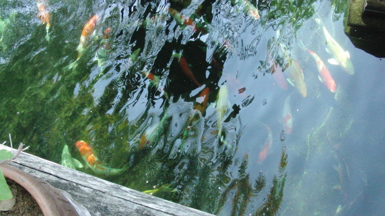 Koys im Teich Hotel Lanta Sand Resort & Spa