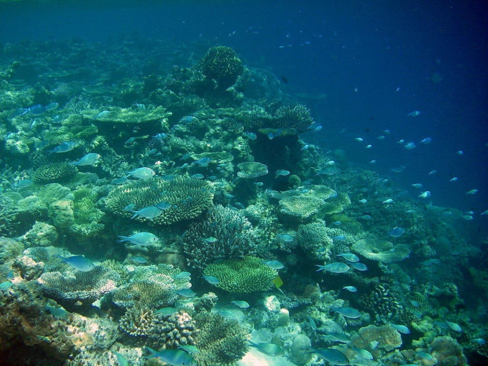 Hausriff Eriyadu Eri Maldives