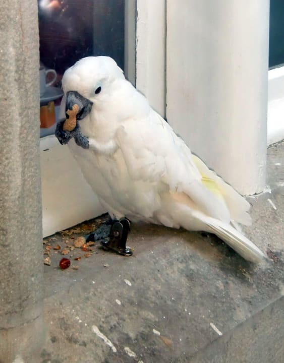 Papagei vor dem Wintergarten Hotel Quinta Das Murtas
