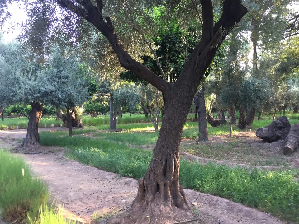 Gartenanlage Hotel Riu Tikida Garden - Adults Only