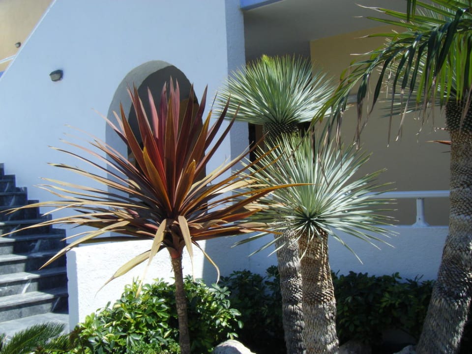 Schöne Palmen Atlantica Mikri Poli Rhodes