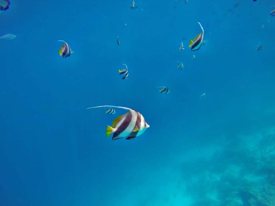 Sport & Freizeit Filitheyo Island Resort