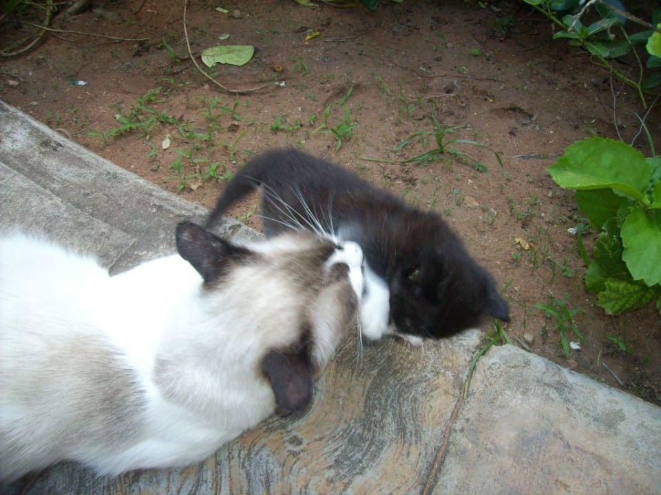 Gato y bebe Hotel Costa Caribe Beach