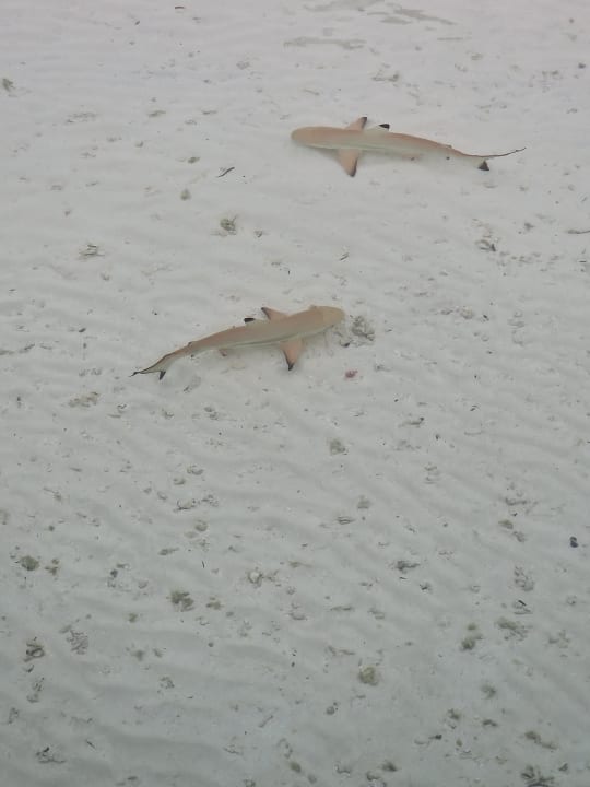 Zimmer Meeru Maldives Resort Island